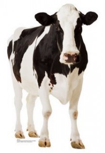 Стандарты доения коров