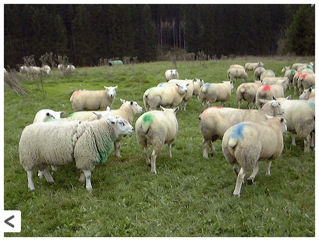 Маркированный овцы в период охоты