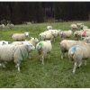 Маркированный овцы в период охоты